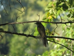 Coccyzus erythropthalmus