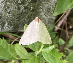 Petrophora subaequaria