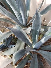 Agave