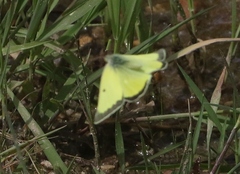Colias alexandra