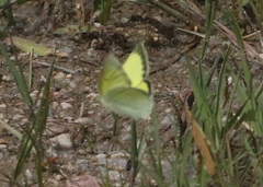 Colias alexandra