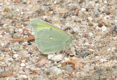 Colias alexandra