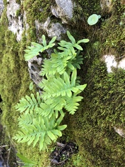 Polypodium