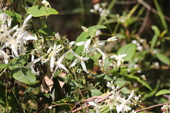 Clematis pubescens