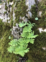 Polypodium