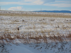 Tympanuchus phasianellus