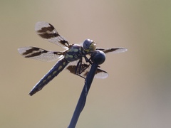 Plathemis subornata