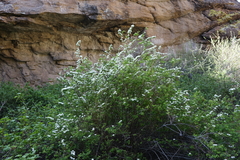 Spiraea hypericifolia