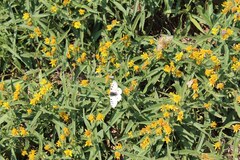 Parnassius smintheus