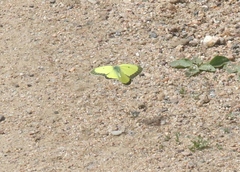 Colias alexandra