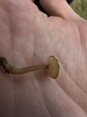 Rhodophana nitellina