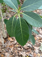 Ficus aurea