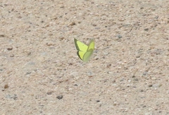 Colias alexandra