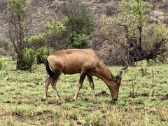 Alcelaphus buselaphus caama