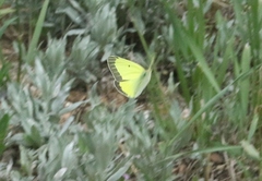 Colias alexandra