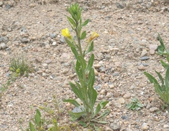 Oenothera villosa