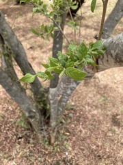 Combretum erythrophyllum