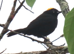 Tachyphonus delatrii