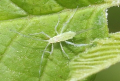 Euceraphis gillettei