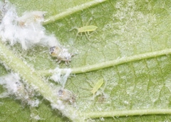 Euceraphis gillettei