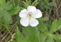 Geranium richardsonii