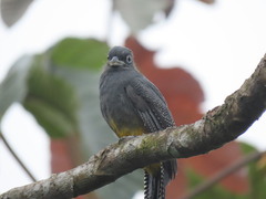 Trogon chionurus