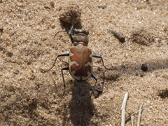 Cicindela formosa