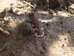 Cicindela formosa