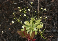 Androsace filiformis