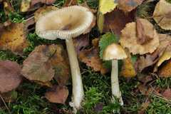 Amanita betulae