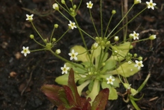 Androsace filiformis