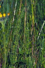 Equisetum palustre