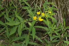 Thermopsis montana