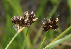 Juncus ensifolius