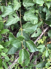 Mallotus repandus