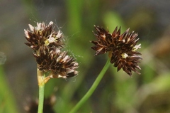 Juncus ensifolius