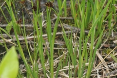 Juncus ensifolius