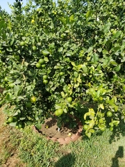 Citrus × latifolia
