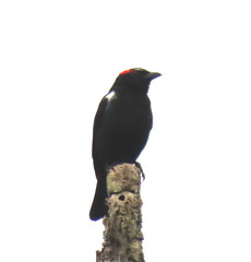 Heterospingus xanthopygius