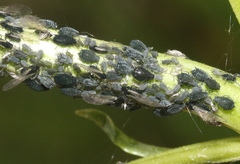 Aphis valerianae