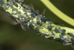 Aphis valerianae