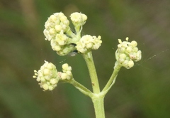 Valeriana edulis