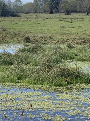 Cyperus blepharoleptos