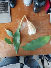 Epiphyllum oxypetalum