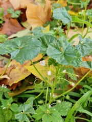 Malva neglecta