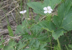 Geranium richardsonii