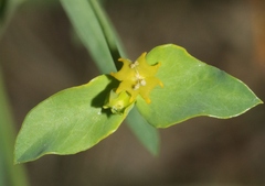 Euphorbia virgata
