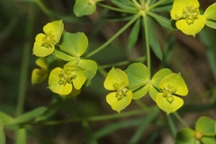 Euphorbia virgata