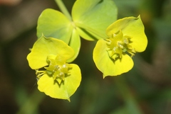 Euphorbia virgata