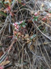 Cuscuta epithymum